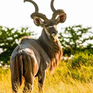 Explore South Africa from the Kruger Park to the Garden Route for 13 days with Gebeco and discover unforgettable experiences - Photo 6