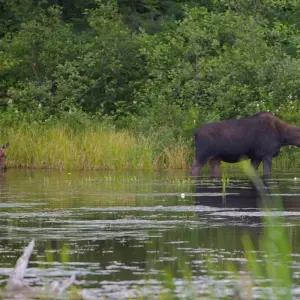 Explore On the trail of the moose for 15 days with DERTOUR and discover unforgettable experiences - Photo 3