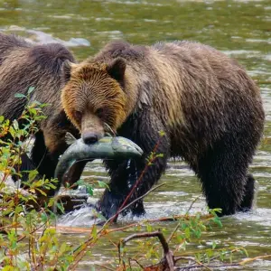 Explore Baren, whales & Vancouver Island for 7 days with DERTOUR and discover unforgettable experiences - Photo 6