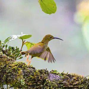 Explore 5 Days Tailor-Made Bangladesh Tour with Wildlife, Daily Start & Private Guide for 5 days with Agate Travel and discover unforgettable experiences - Photo 2