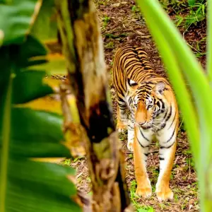 Explore 5 Days Tailor-Made Bangladesh Tour with Wildlife, Daily Start & Private Guide for 5 days with Agate Travel and discover unforgettable experiences - Photo 10