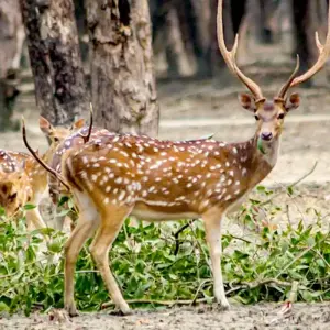 Explore 6 Days Customized Private Bangladesh Sundarbans Safari Tour for 6 days with Agate Travel and discover unforgettable experiences - Photo 11