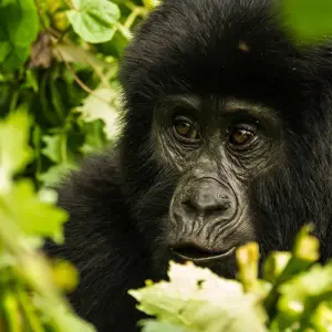 Explore Uganda and Zanzibar - From the land of the mountain gorillas to Zanzibar for 19 days with Gebeco and discover unforgettable experiences - Photo 4