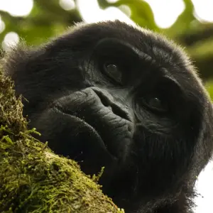 Explore Uganda and Zanzibar - From the land of the mountain gorillas to Zanzibar for 19 days with Gebeco and discover unforgettable experiences - Photo 6