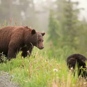 Explore Baren, whales & Vancouver Island for 7 days with DERTOUR and discover unforgettable experiences - Photo 4