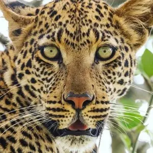 Explore Discover the World’s 6-Day Tanzania Safari: The Latest Safari in Tanzania for 2025 and 2026 for 6 days with Africa Natural Tours and discover unforgettable experiences - Photo 2