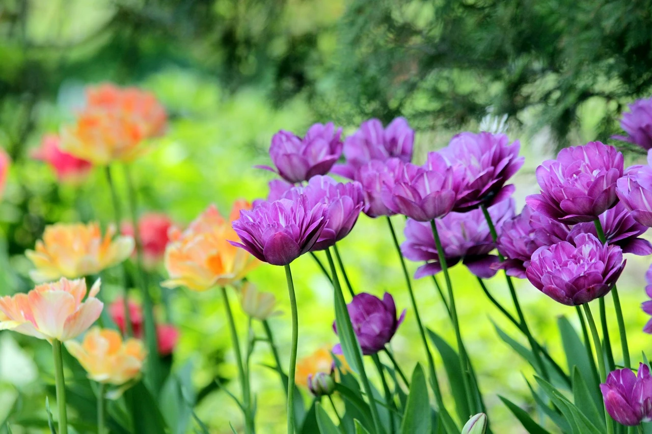 Dive into Flowers for Abu Dhabi with expert insights, published on August 12, 2024, and explore new travel ideas - photo 1