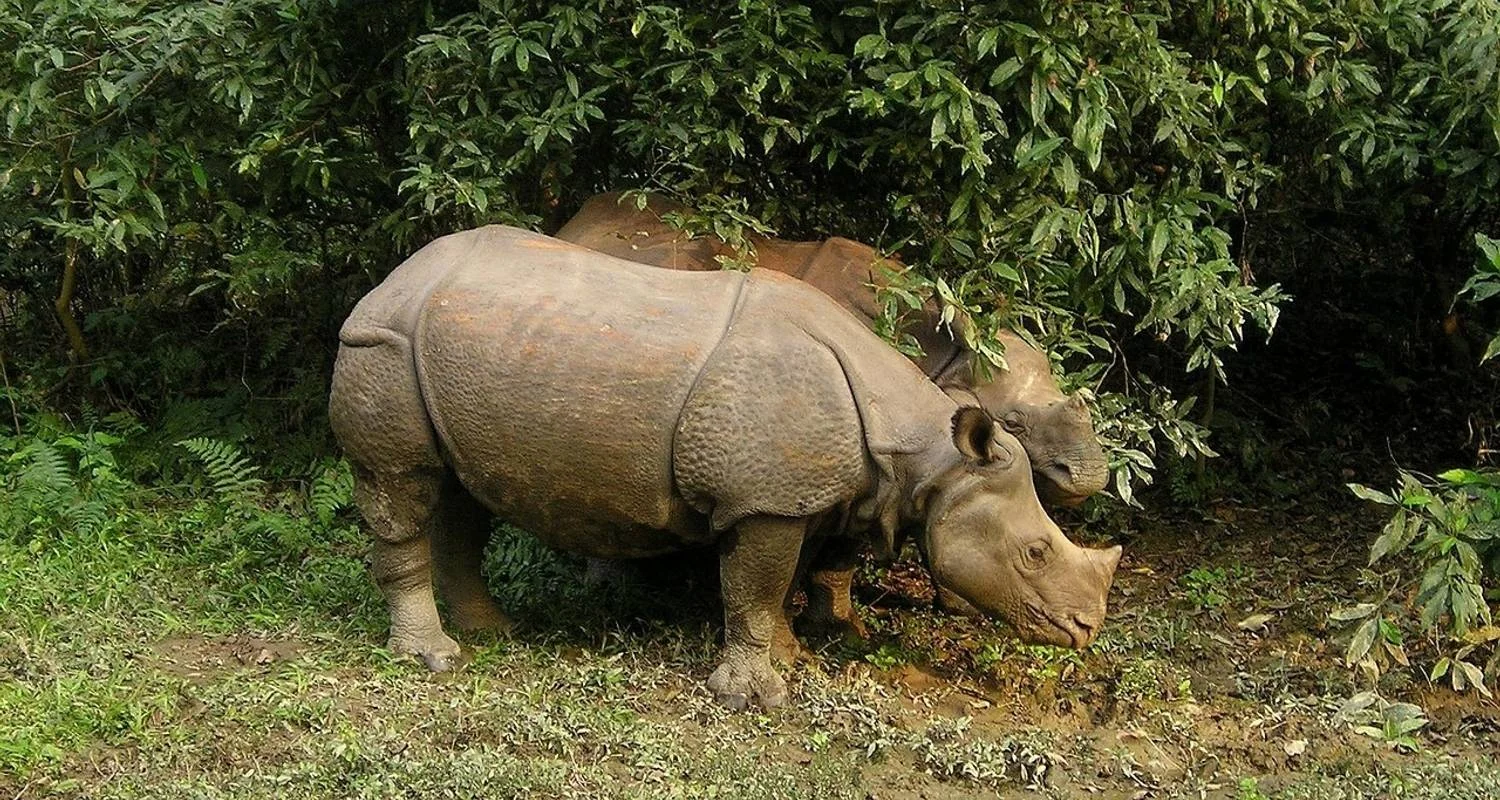 Chitwan Jungle Safari - 3 Days - 3 days with Accessible Adventure Pvt. Ltd - Photo 2 Explore Chitwan Jungle Safari - 3 Days for 3 days with Accessible Adventure Pvt. Ltd and discover unforgettable experiences - Photo 2