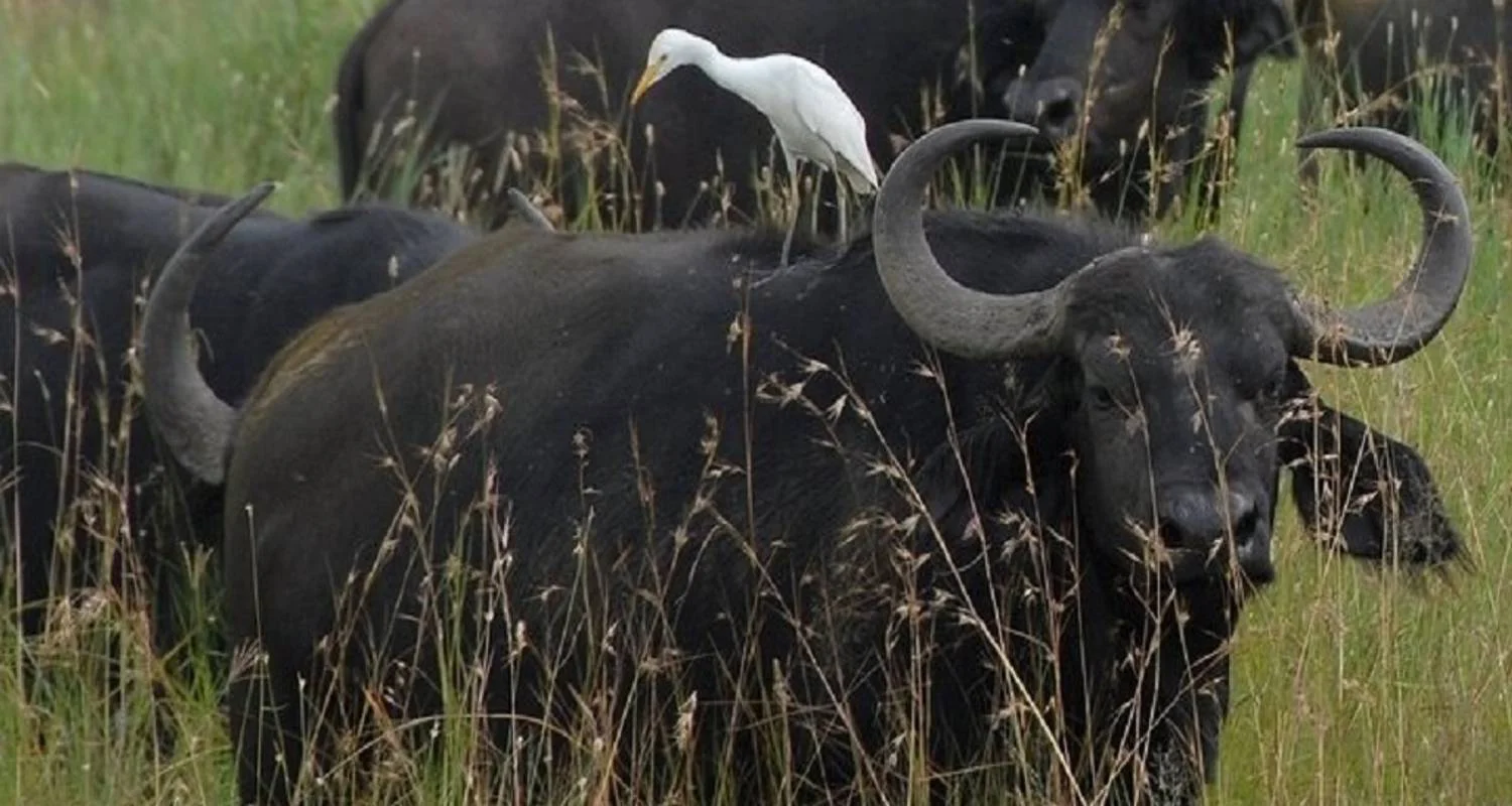 The Best 9 Days African Safari Experience with Reasonable Price. - 9 days with Africa Natural Tours - Photo 2 Explore The Best 9 Days African Safari Experience with Reasonable Price. for 9 days with Africa Natural Tours and discover unforgettable experiences - Photo 2