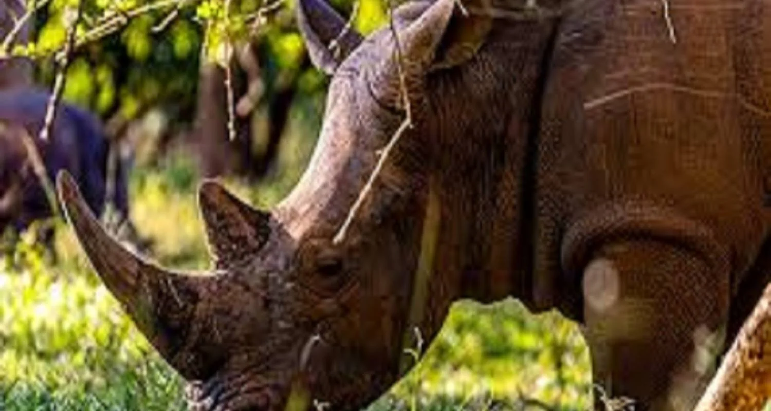 5 days Eastern and Central Serengeti migration safari with reasonable price - 5 days with Africa Natural Tours - Photo 2 Explore 5 days Eastern and Central Serengeti migration safari with reasonable price for 5 days with Africa Natural Tours and discover unforgettable experiences - Photo 2