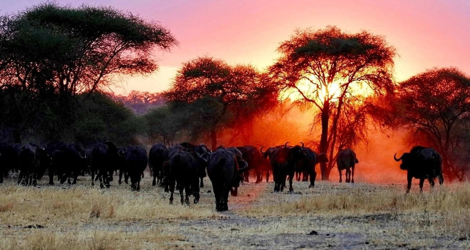 Ultimate 7 days Western Corridor Serengeti Migration Safari. - 7 days with Africa Natural Tours - Photo 2 Explore Ultimate 7 days Western Corridor Serengeti Migration Safari. for 7 days with Africa Natural Tours and discover unforgettable experiences - Photo 2