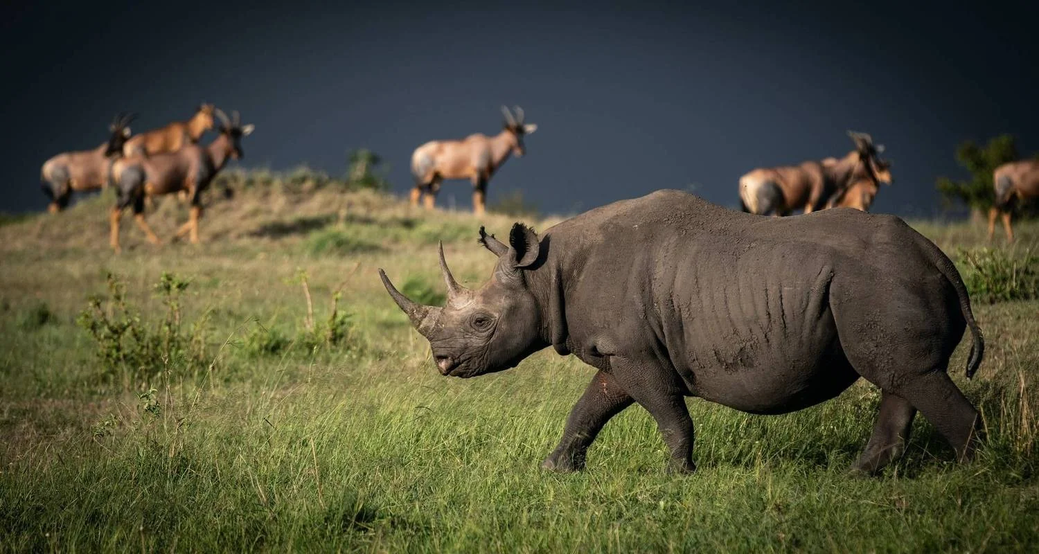 8-Days Private Midrange Family Safari - 8 days with African Polecat Safaris - Photo 2 Explore 8-Days Private Midrange Family Safari for 8 days with African Polecat Safaris and discover unforgettable experiences - Photo 2
