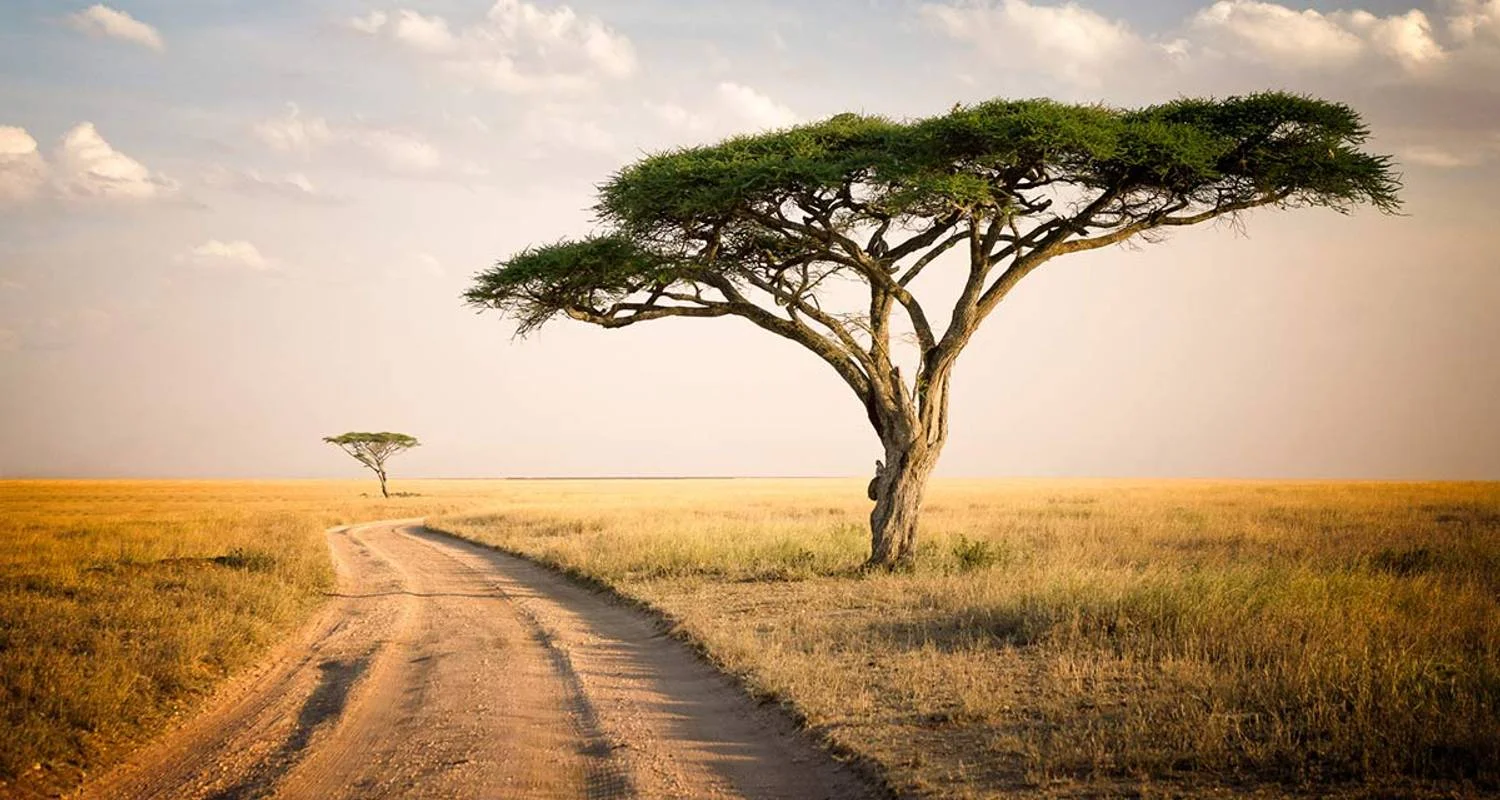 7 Day Pure Luxury Migration Safari-Northern Tanzania - 7 days with Afrishare Trekking And Safaris - Photo 2 Explore 7 Day Pure Luxury Migration Safari-Northern Tanzania for 7 days with Afrishare Trekking And Safaris and discover unforgettable experiences - Photo 2