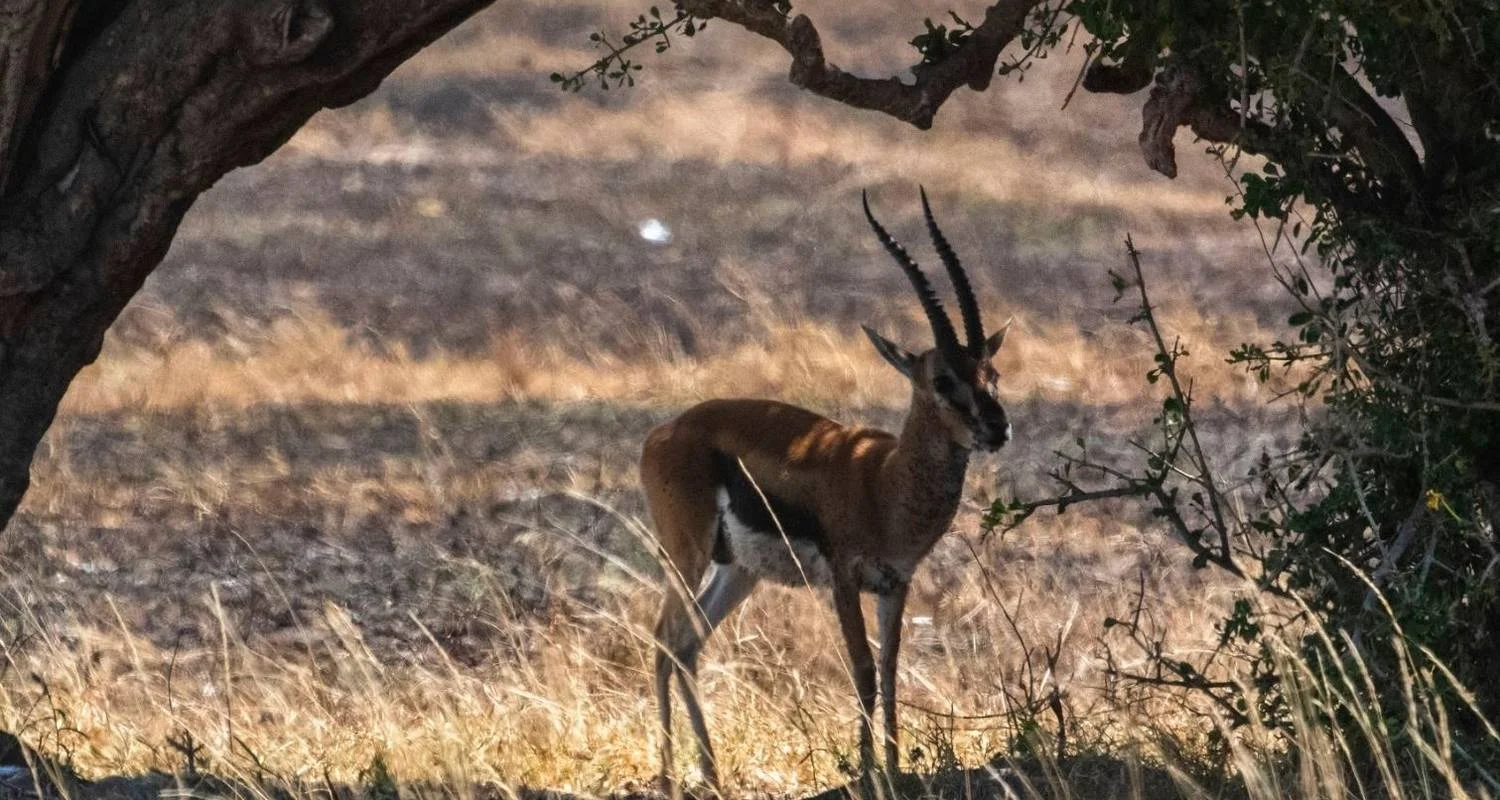 7 Day Kenya and Tanzania combine safari - 7 days with Afrishare Trekking And Safaris - Photo 2 Explore 7 Day Kenya and Tanzania combine safari for 7 days with Afrishare Trekking And Safaris and discover unforgettable experiences - Photo 2