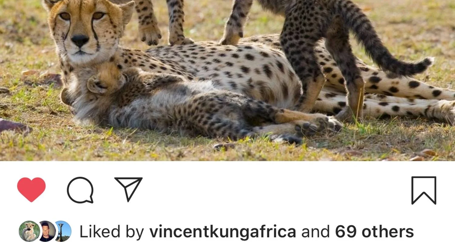 3 days Semi luxury tour featuring Serengeti & Ngorongoro crater - 3 days with Afrishare Trekking And Safaris - Photo 2 Explore 3 days Semi luxury tour featuring Serengeti & Ngorongoro crater for 3 days with Afrishare Trekking And Safaris and discover unforgettable experiences - Photo 2