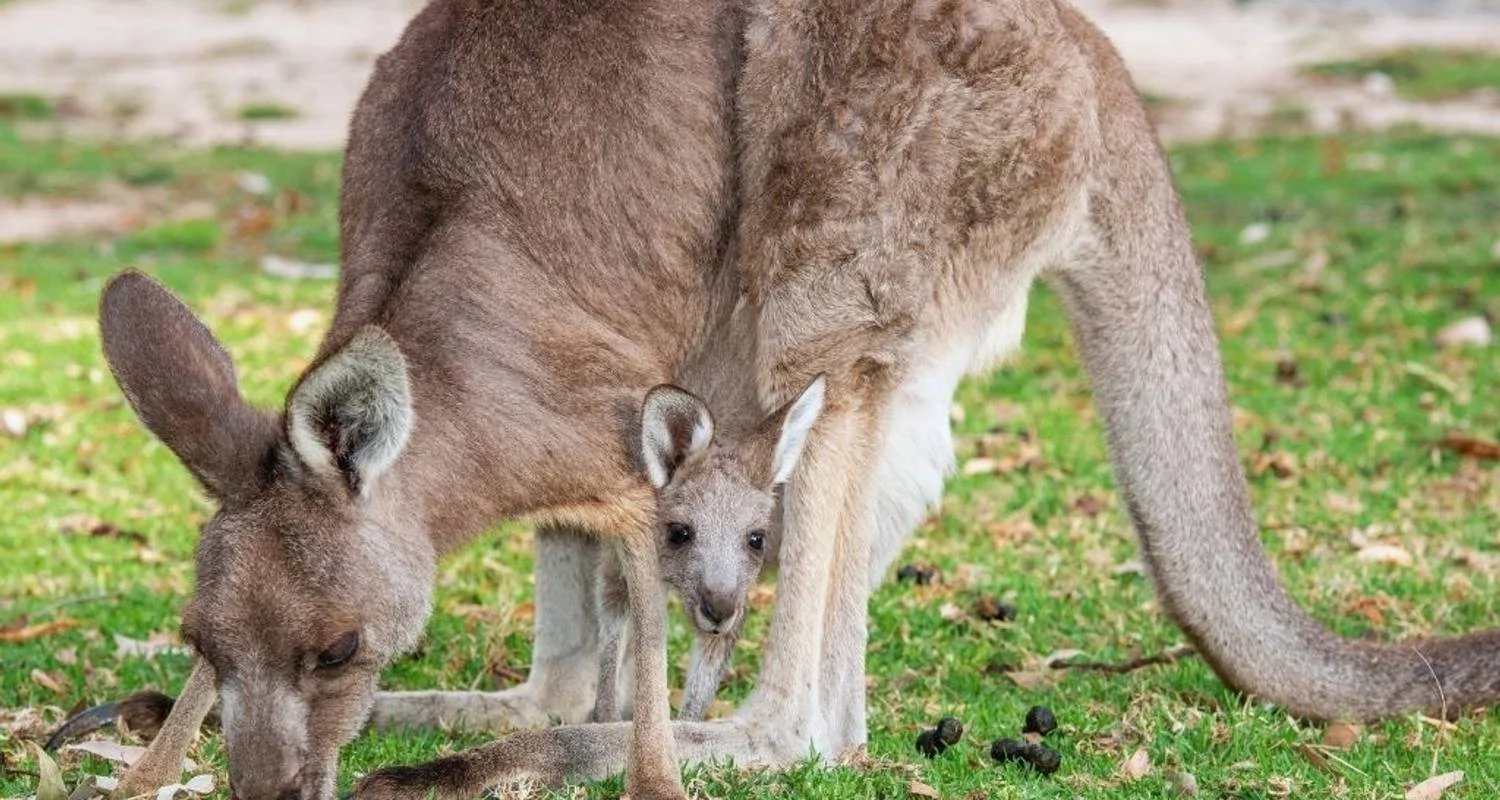 Best of Australia with Sightseeing Tours - 13 days with Australia and New Zealand Travel Company - Photo 2 Explore Best of Australia with Sightseeing Tours for 13 days with Australia and New Zealand Travel Company and discover unforgettable experiences - Photo 2