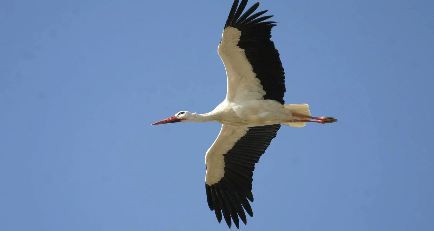 Your Nemesis Bird Destination, 8 days in Cabanas - 8 days with Be Cool - Photo 2 Explore Your Nemesis Bird Destination, 8 days in Cabanas for 8 days with Be Cool and discover unforgettable experiences - Photo 2