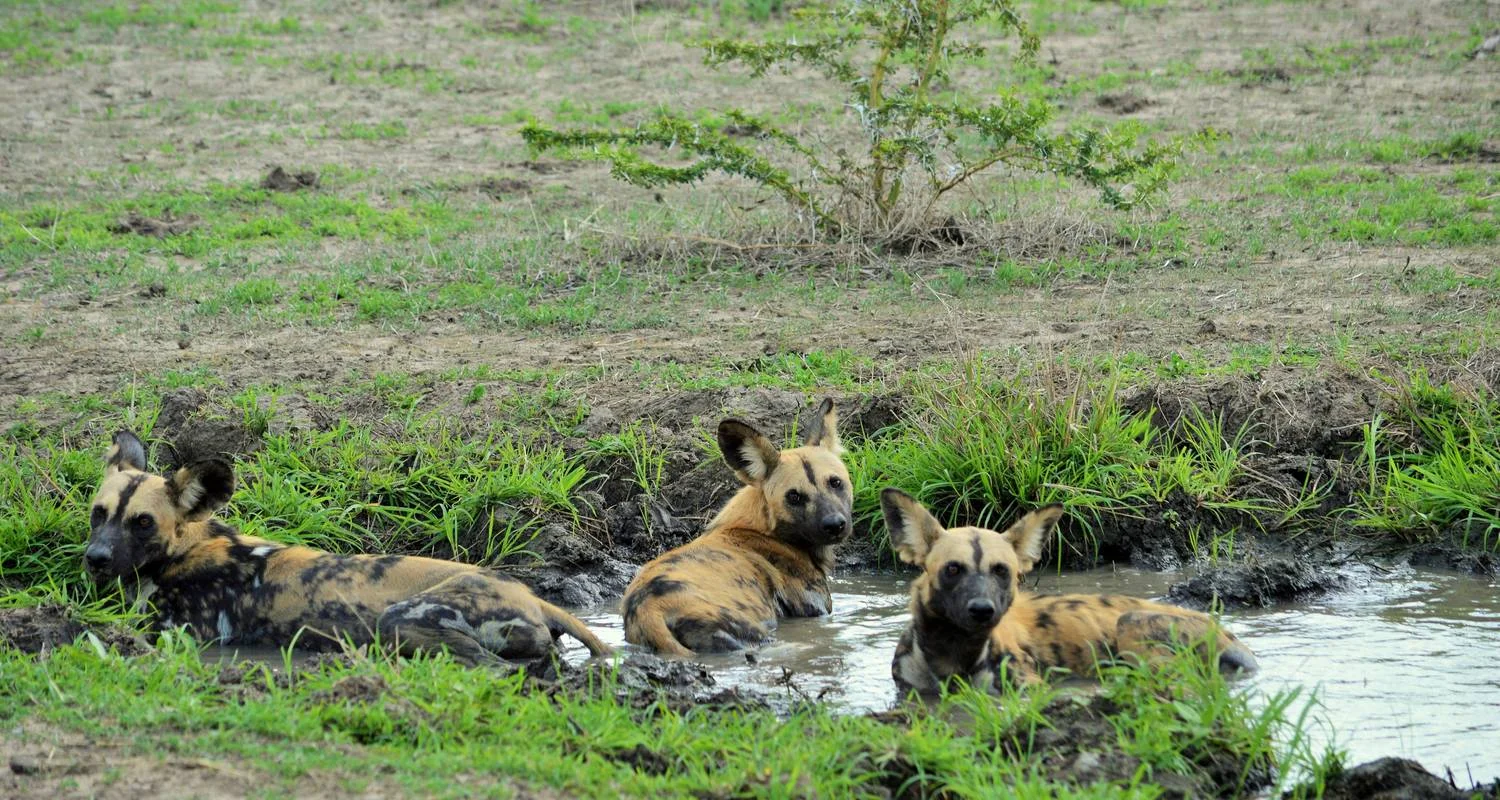 From Arusha 2-Day Tarangire and Ngorongoro Crater Adventure Safari - 2 days with Beach and Safari Holidays - Photo 2 Explore From Arusha 2-Day Tarangire and Ngorongoro Crater Adventure Safari for 2 days with Beach and Safari Holidays and discover unforgettable experiences - Photo 2