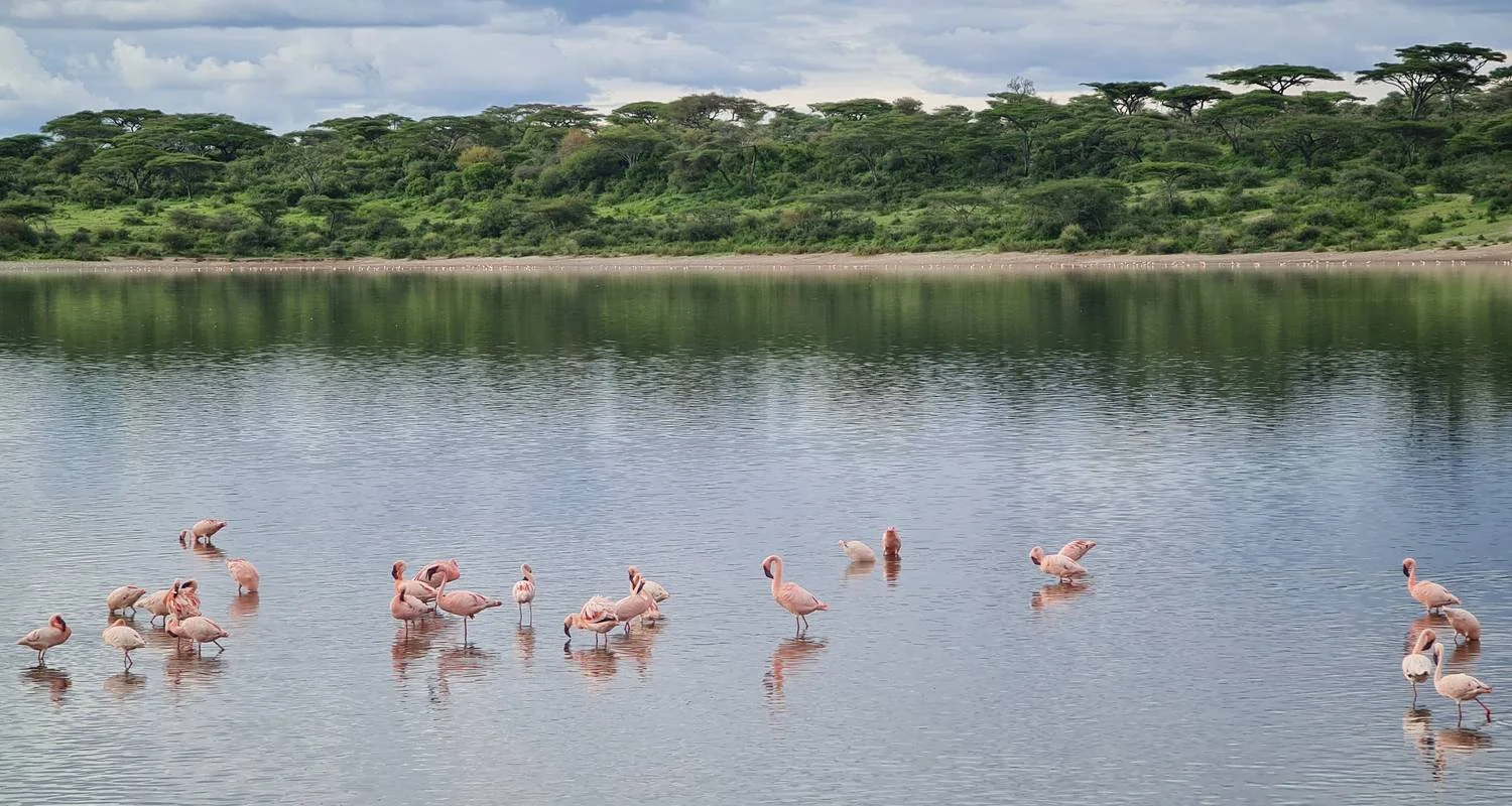 From Arusha 2-Day Safari thorugh Tarangire and Lake Manyara - 2 days with Beach and Safari Holidays - Photo 2 Explore From Arusha 2-Day Safari thorugh Tarangire and Lake Manyara for 2 days with Beach and Safari Holidays and discover unforgettable experiences - Photo 2