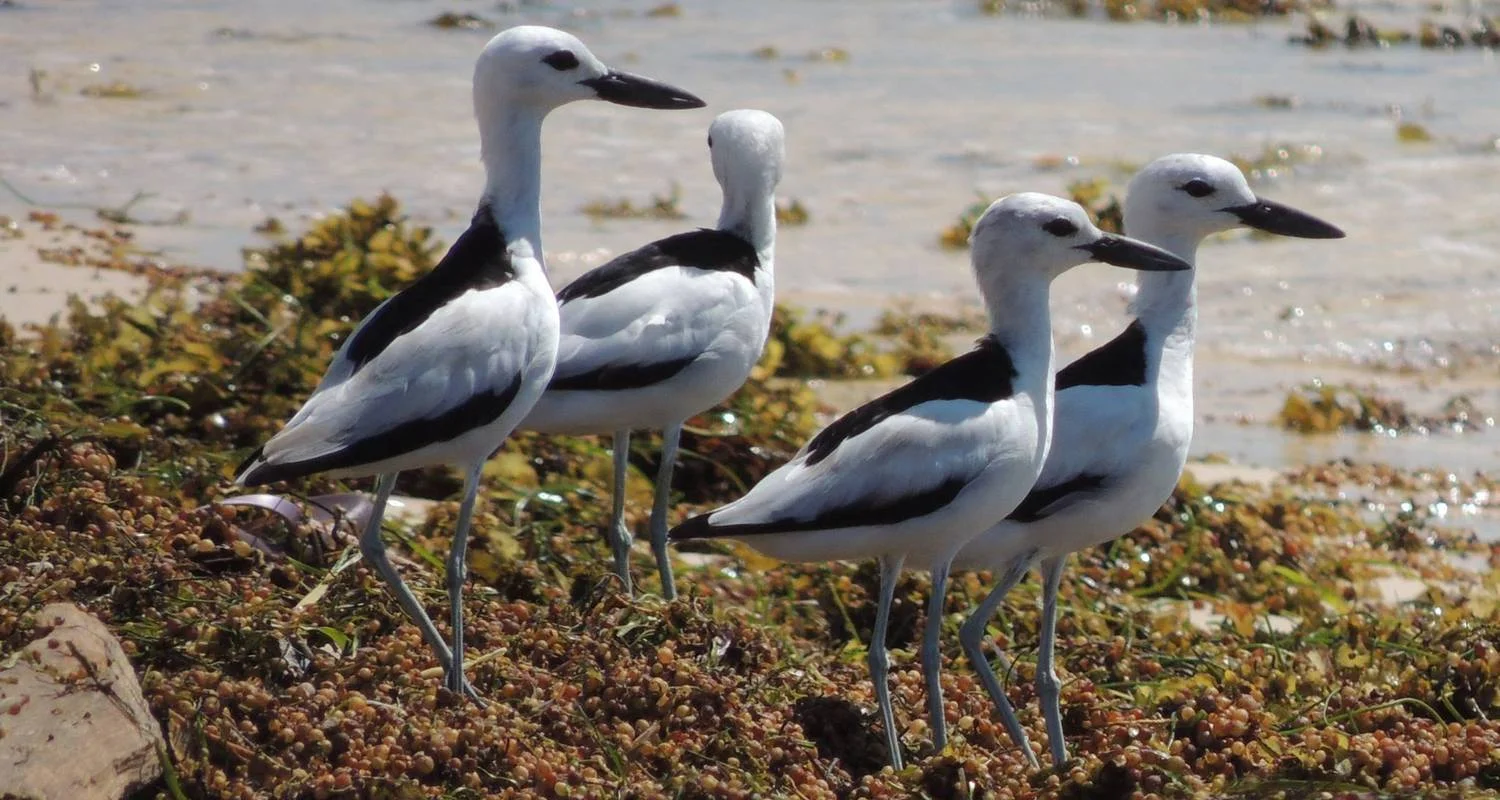 Southern escapes: National Parks and Anakao’s coastal charm - 11 days with Bio D Island LLC - Photo 2 Explore Southern escapes: National Parks and Anakao’s coastal charm for 11 days with Bio D Island LLC and discover unforgettable experiences - Photo 2