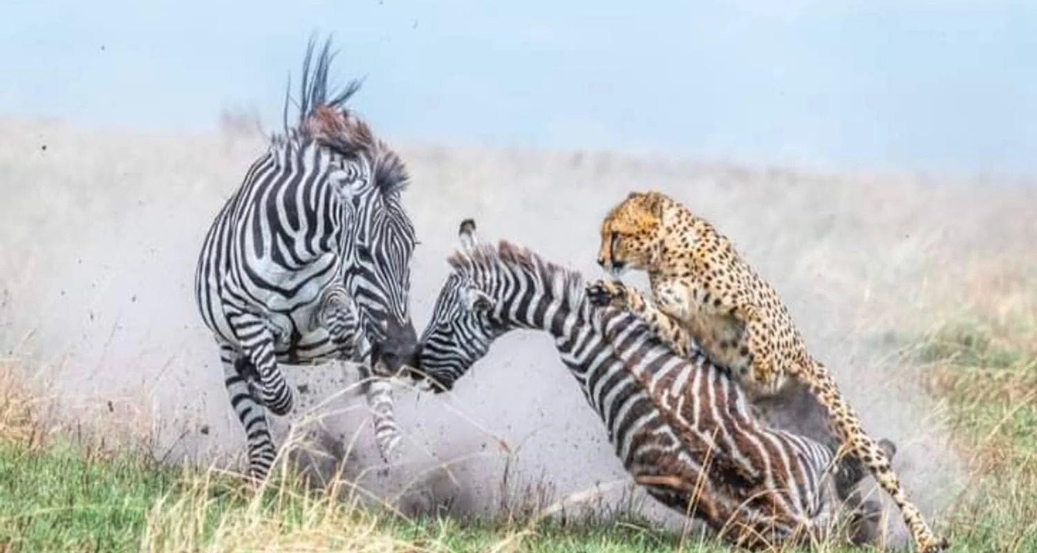 Kenya-7 days featuring classic safari - 7 days with Click Expeditions - Photo 2 Explore Kenya-7 days featuring classic safari for 7 days with Click Expeditions and discover unforgettable experiences - Photo 2