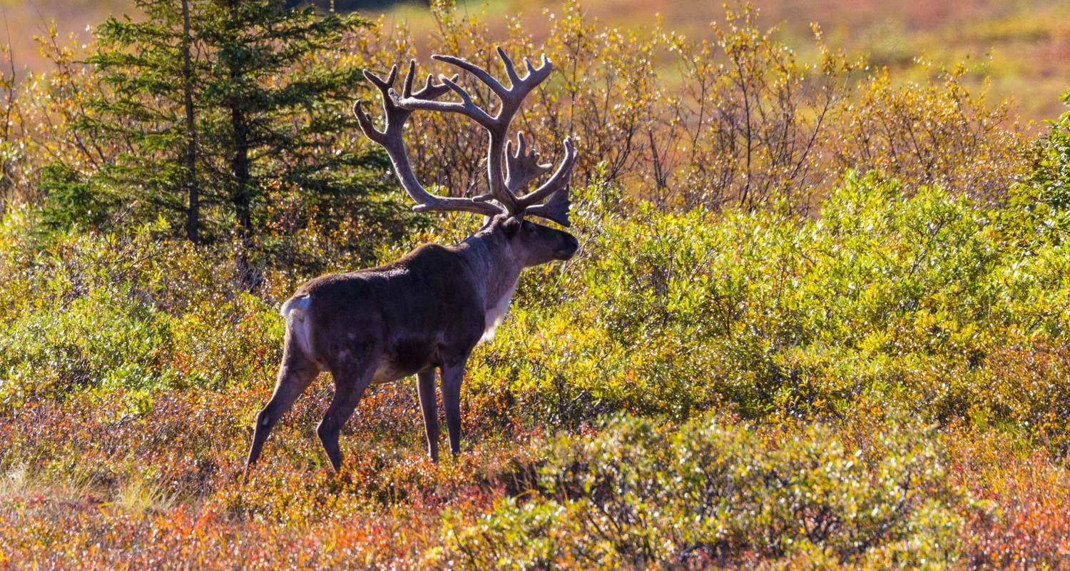 Alaska: America's Last Frontier (Fairbanks, AK to Anchorage, AK) - 9 days with Collette - Photo 2 Explore Alaska: America's Last Frontier (Fairbanks, AK to Anchorage, AK) for 9 days with Collette and discover unforgettable experiences - Photo 2