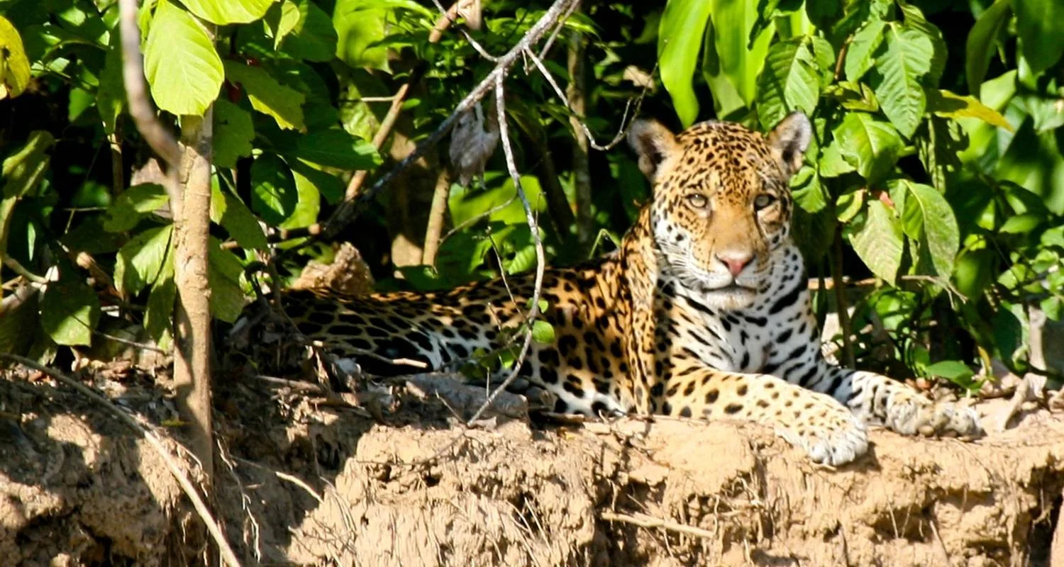 Manu National Park 3D-2N Tour - 3 days with CondeTravel - Photo 2 Explore Manu National Park 3D-2N Tour for 3 days with CondeTravel and discover unforgettable experiences - Photo 2