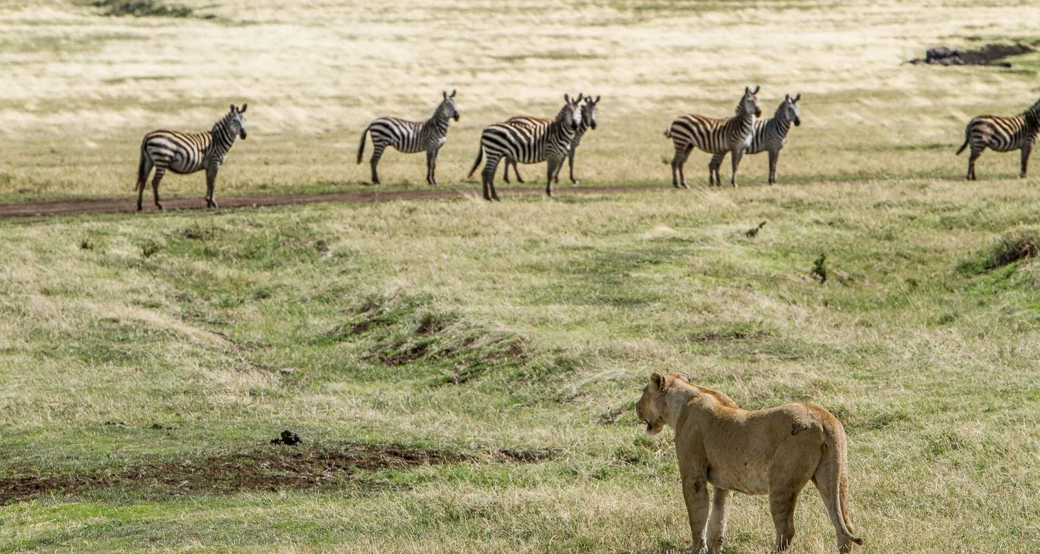 Essence of Tanzania – 4-Day Luxury Safari Escape - 4 days with Exodus African Safari - Photo 2 Explore Essence of Tanzania – 4-Day Luxury Safari Escape for 4 days with Exodus African Safari and discover unforgettable experiences - Photo 2