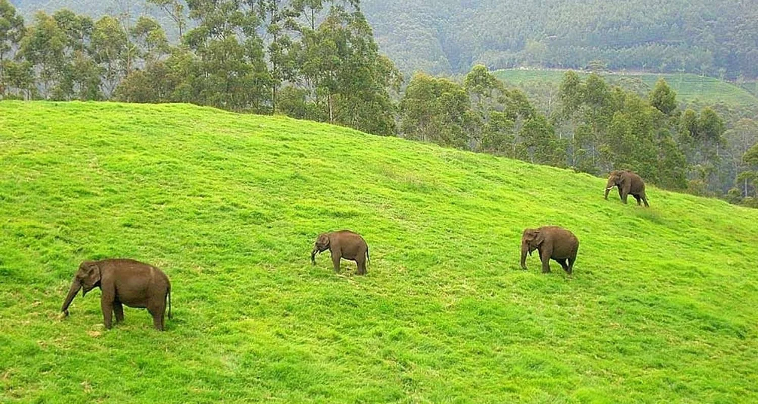 Magical Kerala with Enchanting Tamil Nadu - South India - 13 days with GeTS Holidays - Photo 2 Explore Magical Kerala with Enchanting Tamil Nadu - South India for 13 days with GeTS Holidays and discover unforgettable experiences - Photo 2