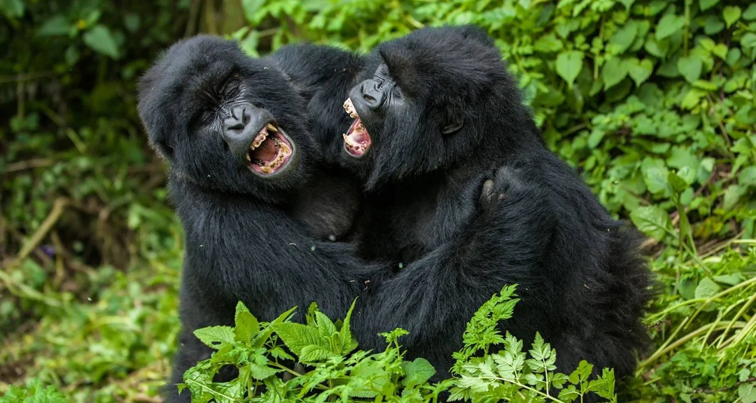 8-Day Rwanda’s Nyungwe, Lake Kivu & Gorillas - 8 days with Golden Rwanda Safaris Ltd - Photo 2 Explore 8-Day Rwanda’s Nyungwe, Lake Kivu & Gorillas for 8 days with Golden Rwanda Safaris Ltd and discover unforgettable experiences - Photo 2