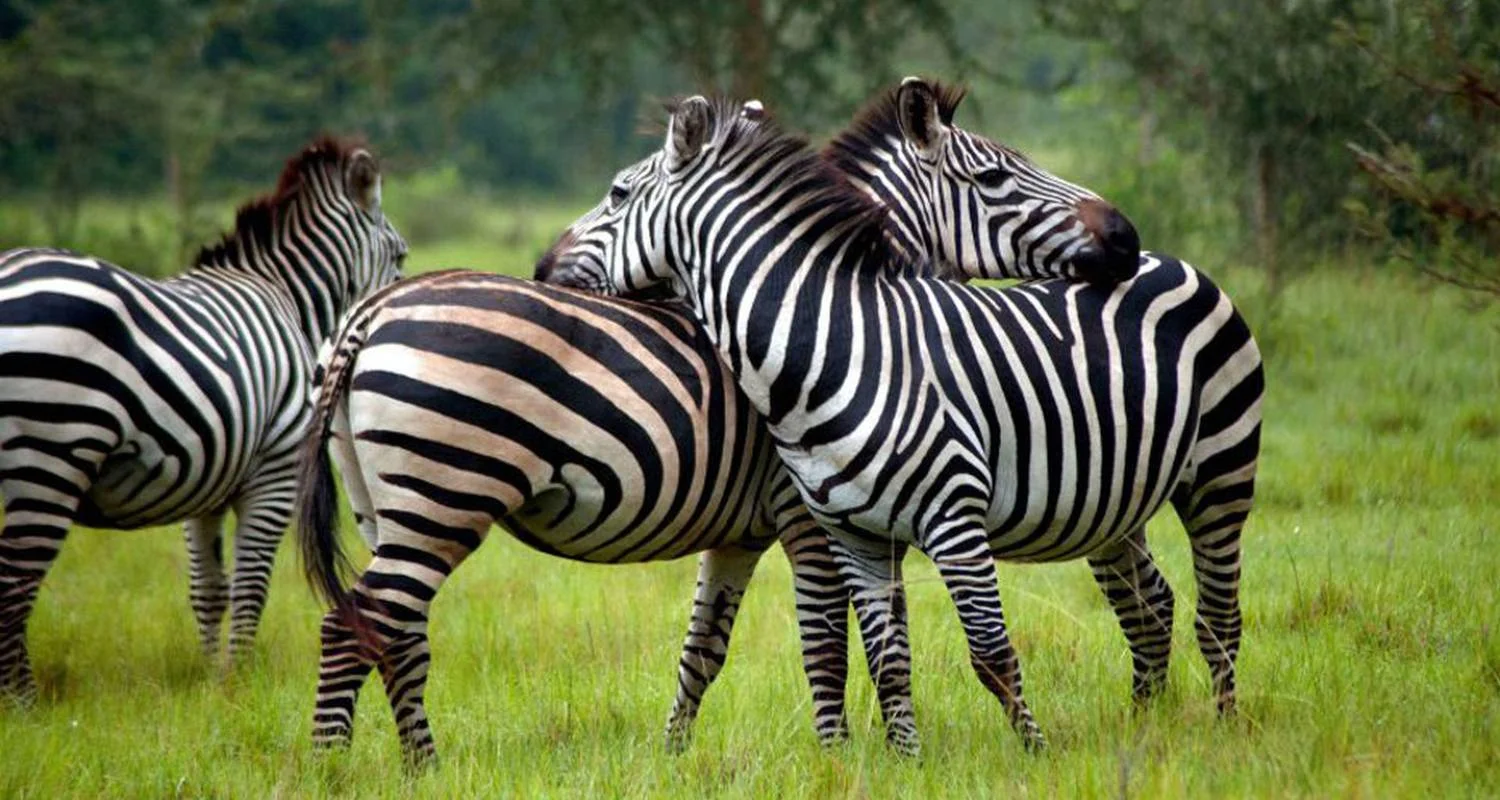 3-Day Combined Nyungwe and Akagera National Park - 3 days with Golden Rwanda Safaris Ltd - Photo 2 Explore 3-Day Combined Nyungwe and Akagera National Park for 3 days with Golden Rwanda Safaris Ltd and discover unforgettable experiences - Photo 2