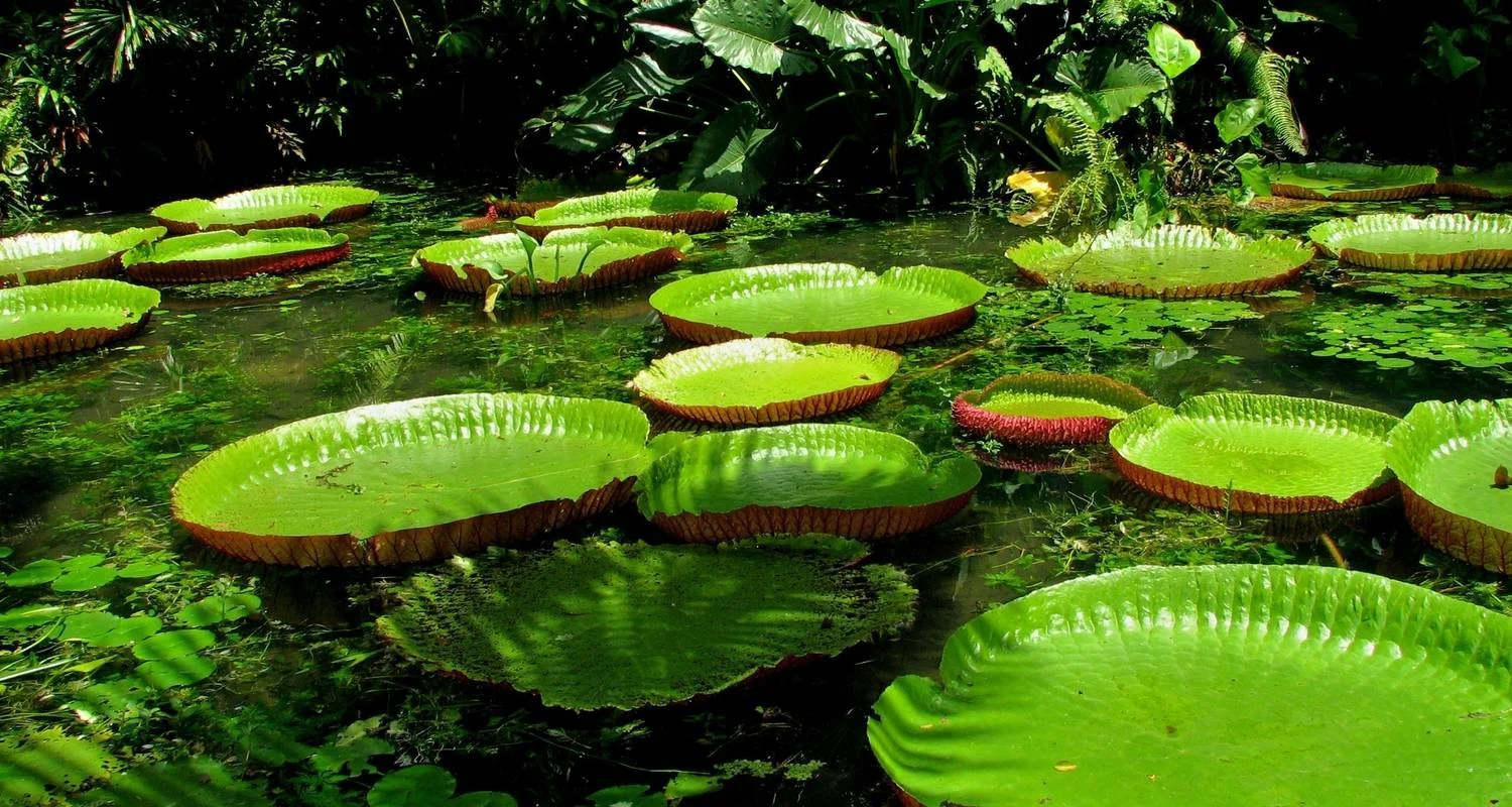 Wild Amazonas Adventure 4-Day Tour - 4 days with Gran Colombia Tours - Photo 2 Explore Wild Amazonas Adventure 4-Day Tour for 4 days with Gran Colombia Tours and discover unforgettable experiences - Photo 2