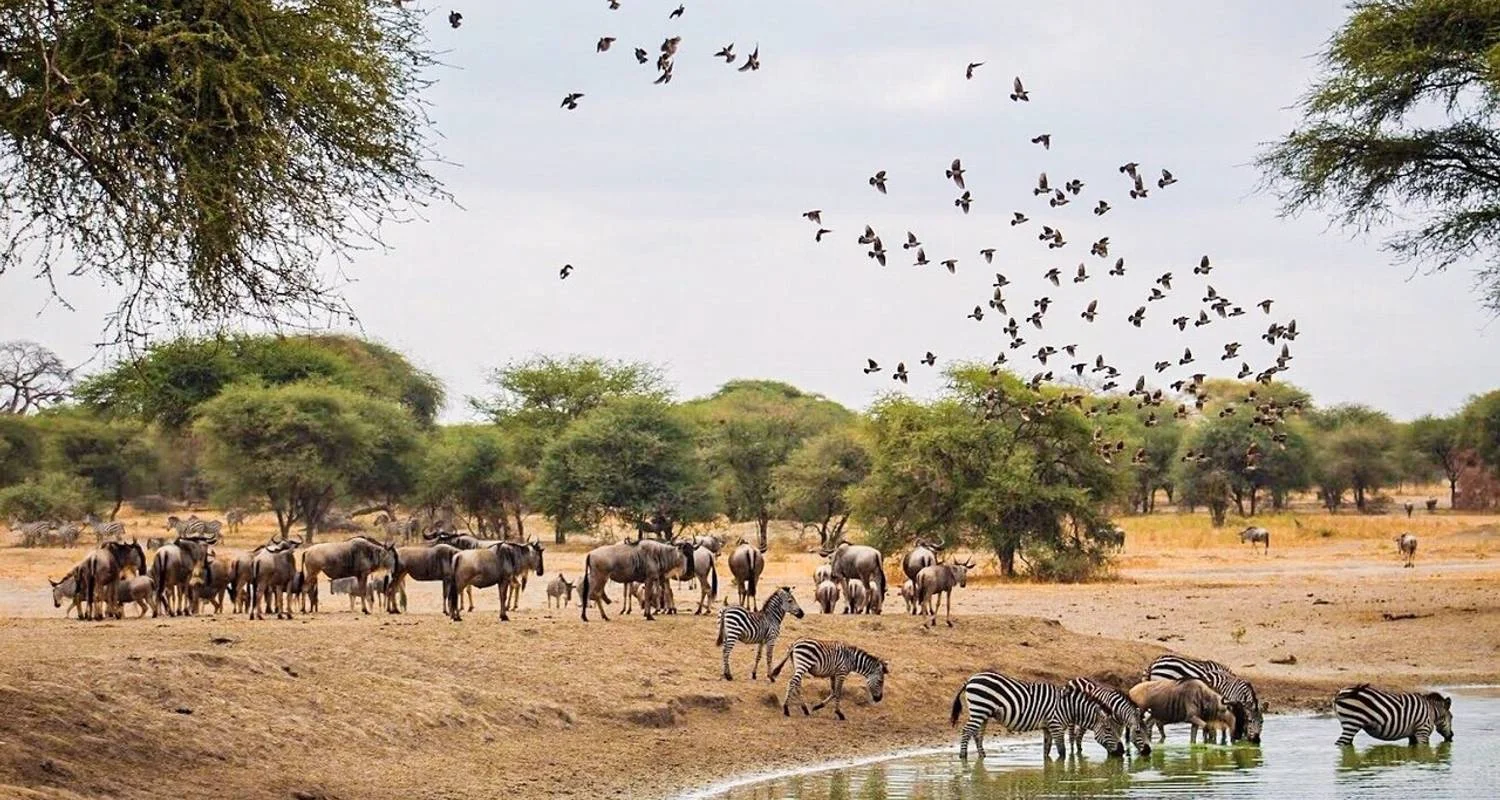 1 Day Tarangire National Park - 1 days with Gracepatt Ecotours Kenya - Photo 2 Explore 1 Day Tarangire National Park for 1 days with Gracepatt Ecotours Kenya and discover unforgettable experiences - Photo 2