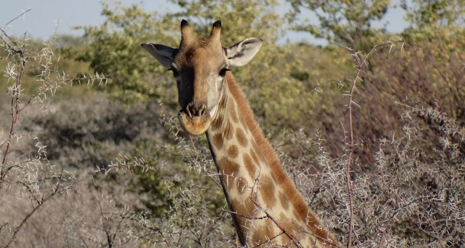 Discover Safari Chobe & Victoria Falls 4 Days & 4 Nights - 4 days with HoneyBadger Travel & Tours - Photo 2 Explore Discover Safari Chobe & Victoria Falls 4 Days & 4 Nights for 4 days with HoneyBadger Travel & Tours and discover unforgettable experiences - Photo 2