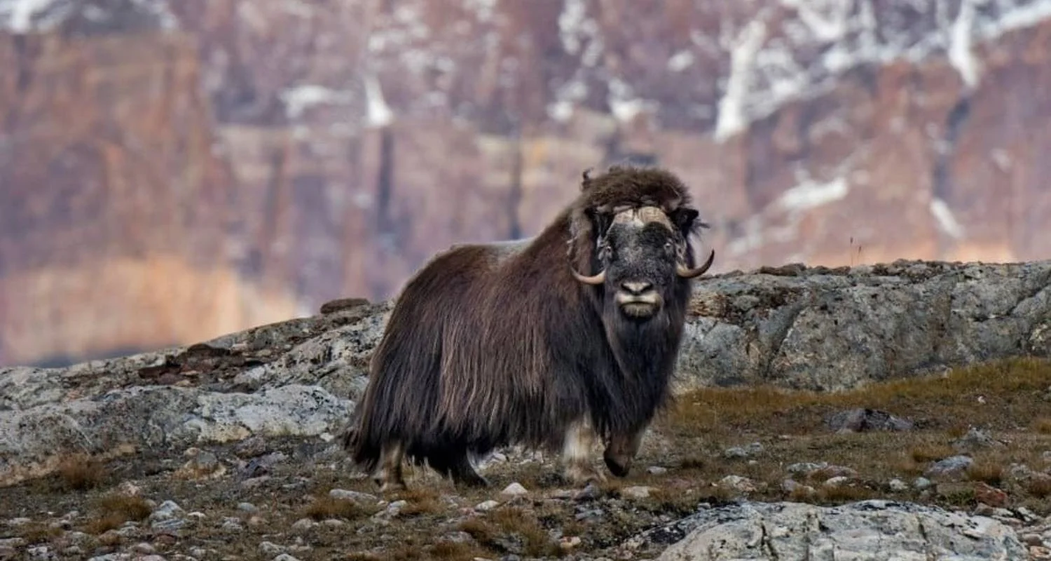 Serene Greenland - To the World's Largest National Park - 15 days with Hurtigruten - Photo 2 Explore Serene Greenland - To the World's Largest National Park for 15 days with Hurtigruten and discover unforgettable experiences - Photo 2