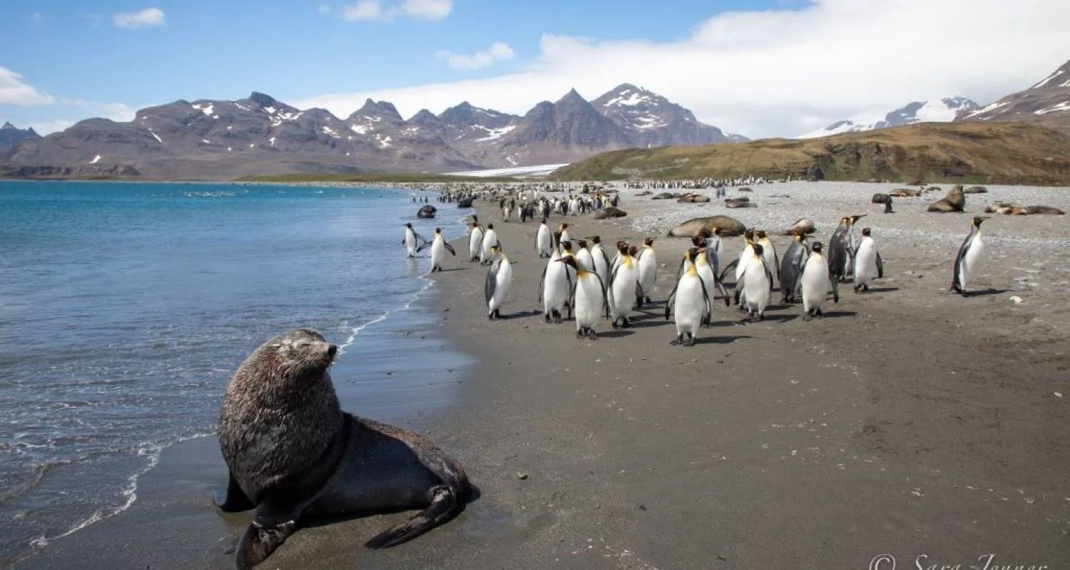 Extraordinary Antarctic route: Weddell Sea Explorer Intensive incl. Helicopter Panorama Flight - 28 days with Inventia - Photo 2 Explore Extraordinary Antarctic route: Weddell Sea Explorer Intensive incl. Helicopter Panorama Flight for 28 days with Inventia and discover unforgettable experiences - Photo 2